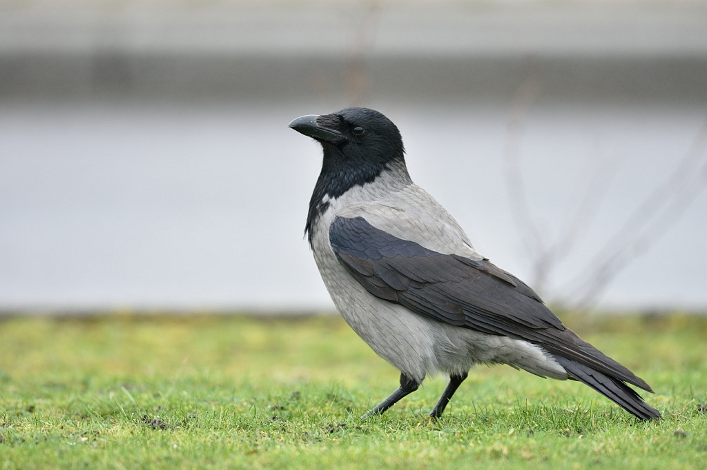 Nikon AF-S Nikkor 600mm F4G ED VR sample photo. Corvus cornix (black white crow) photography