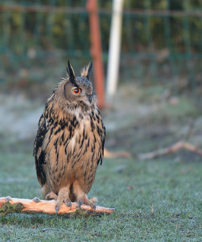 Nikon AF-S Nikkor 600mm F4G ED VR sample photo. Bubo bubo (oehoe) photography