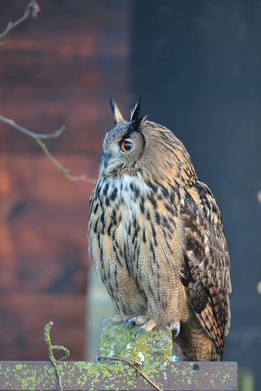 Nikon AF-S Nikkor 600mm F4G ED VR sample photo. Bubo bubo (oehoe) photography