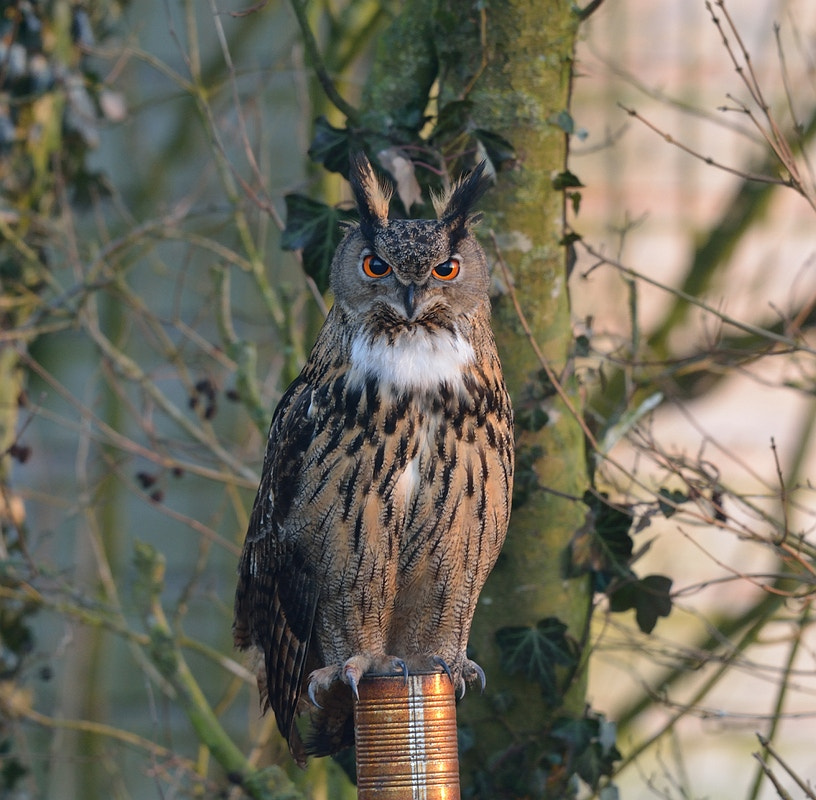 Nikon D7100 + Nikon AF-S Nikkor 600mm F4G ED VR sample photo. Bubo bubo (oehoe) photography