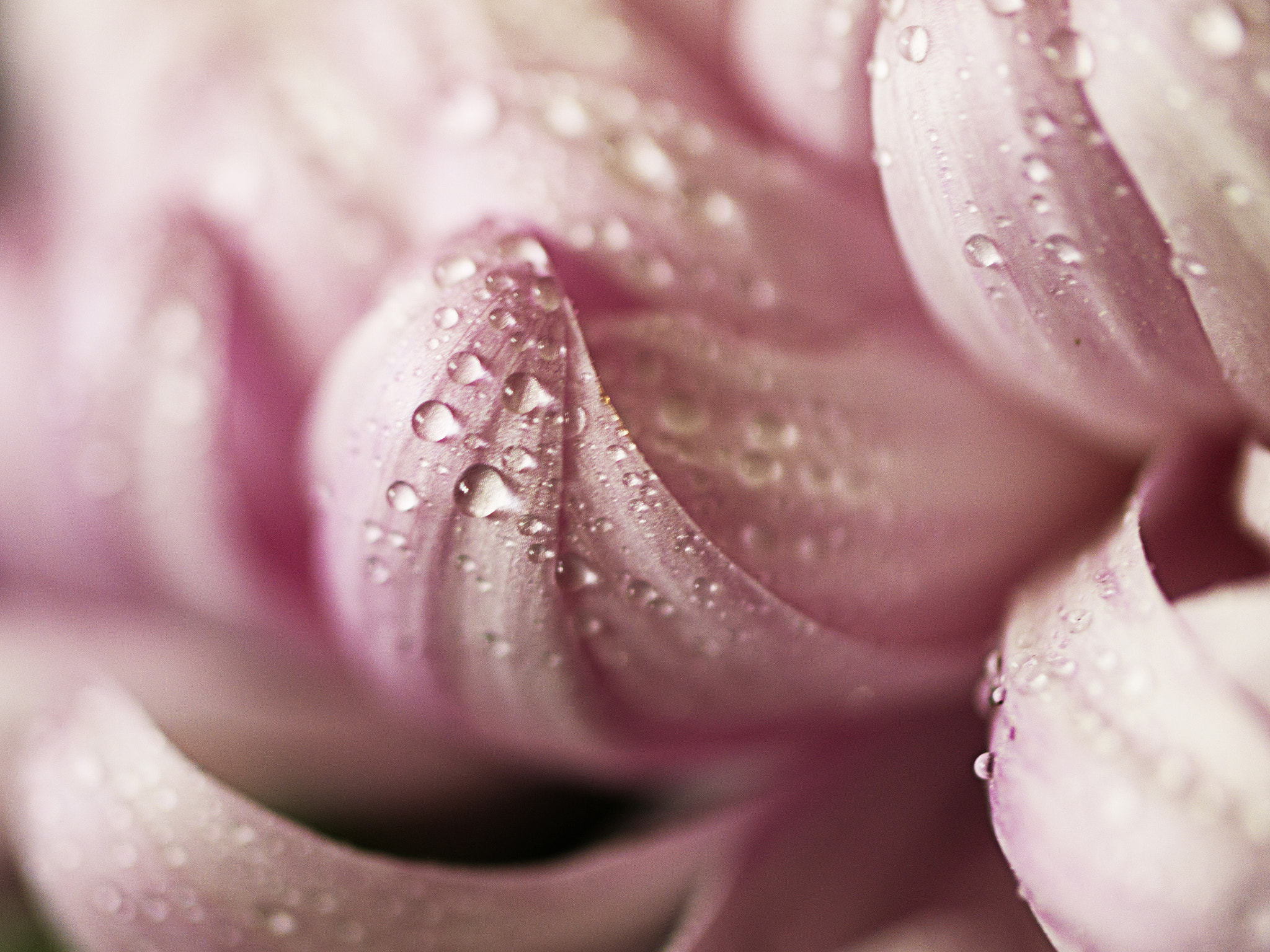 Samsung NX300 + Samsung NX 60mm F2.8 Macro ED OIS SSA sample photo. ... photography