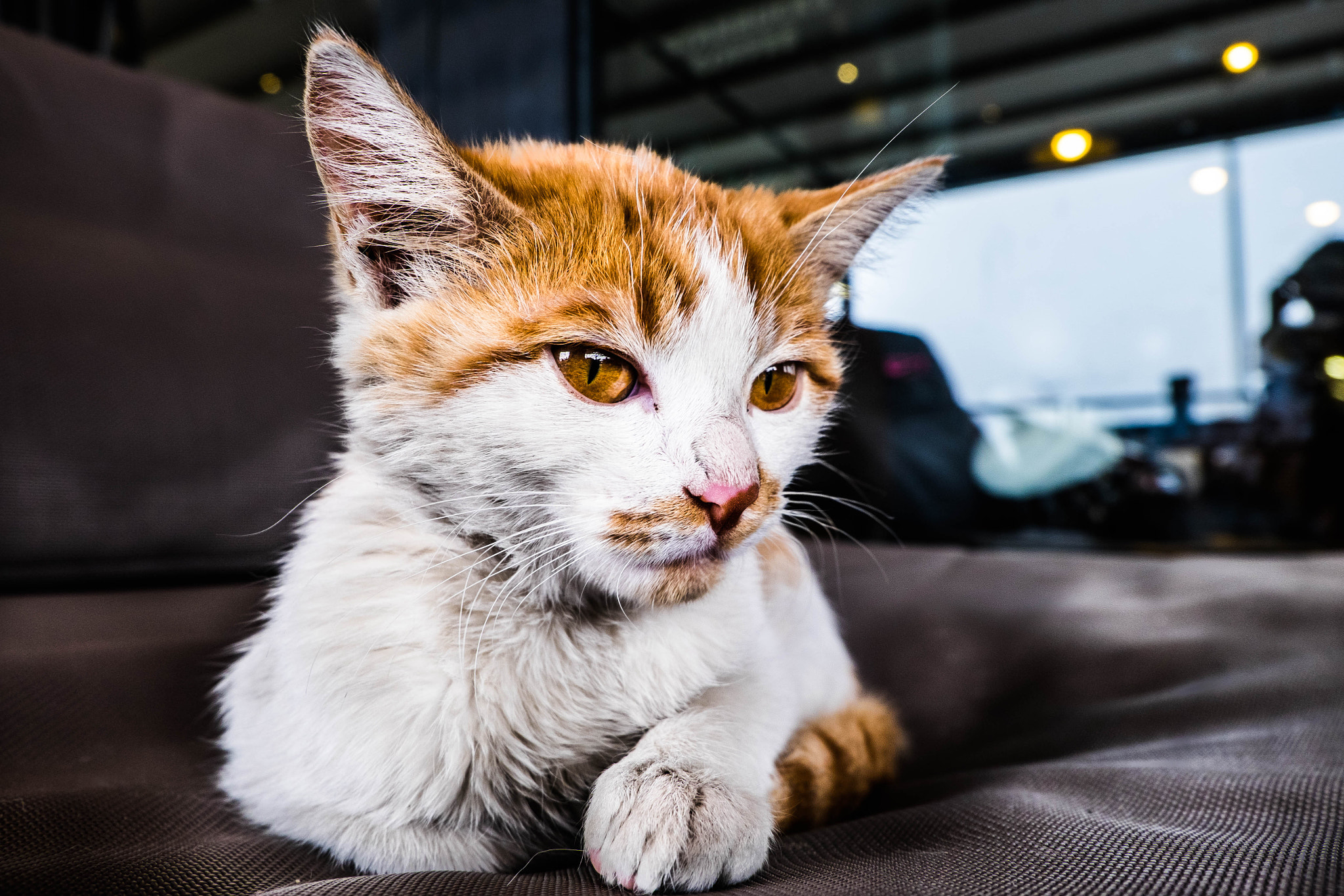 Fujifilm X-T1 + Fujifilm XC 16-50mm F3.5-5.6 OIS II sample photo. Cat photography