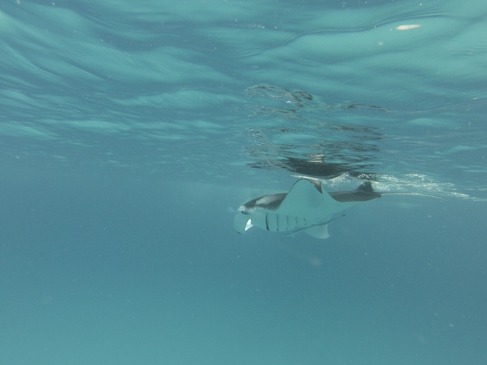 GoPro Hero3-Silver Edition sample photo. Manta ray photography