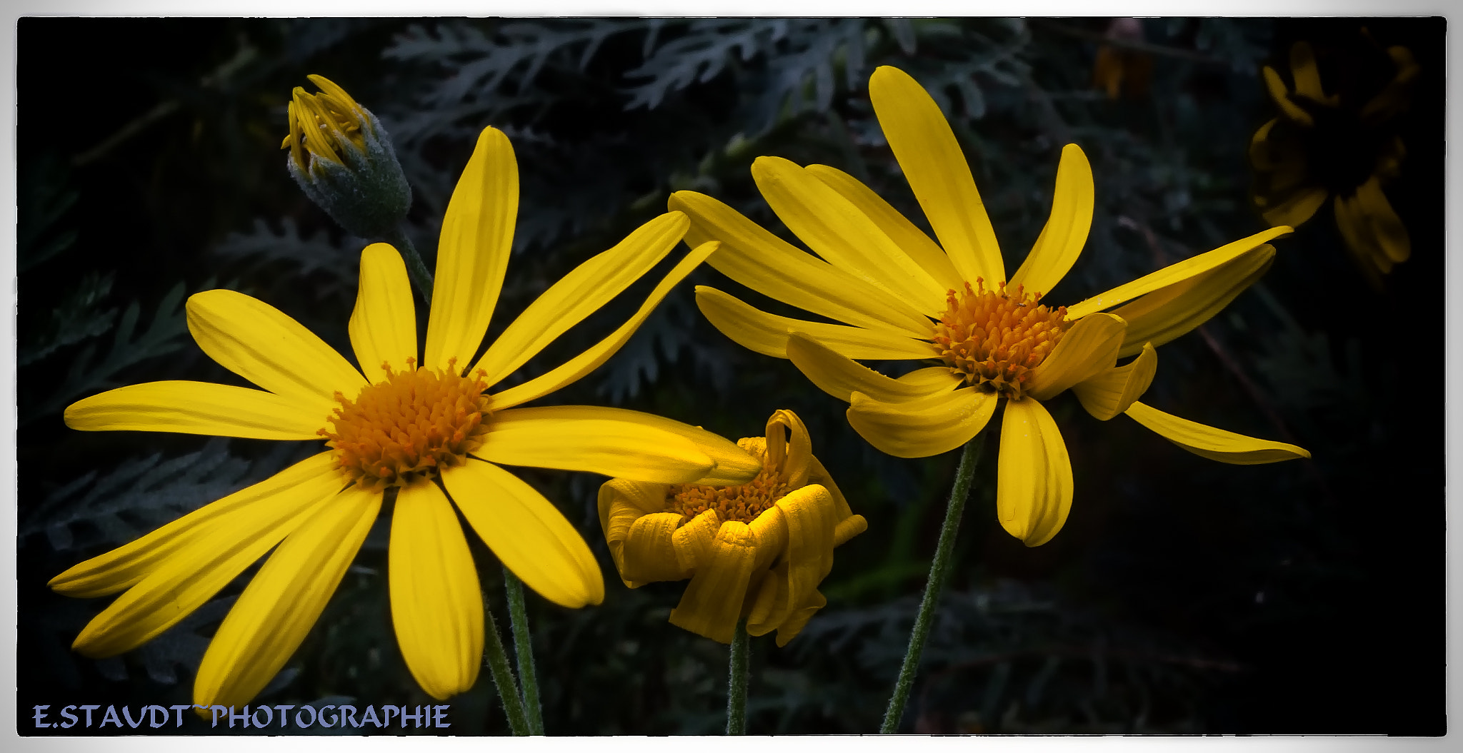 Pentax K200D + Pentax smc DA 35mm F2.4 AL sample photo. Strauchmargerite photography