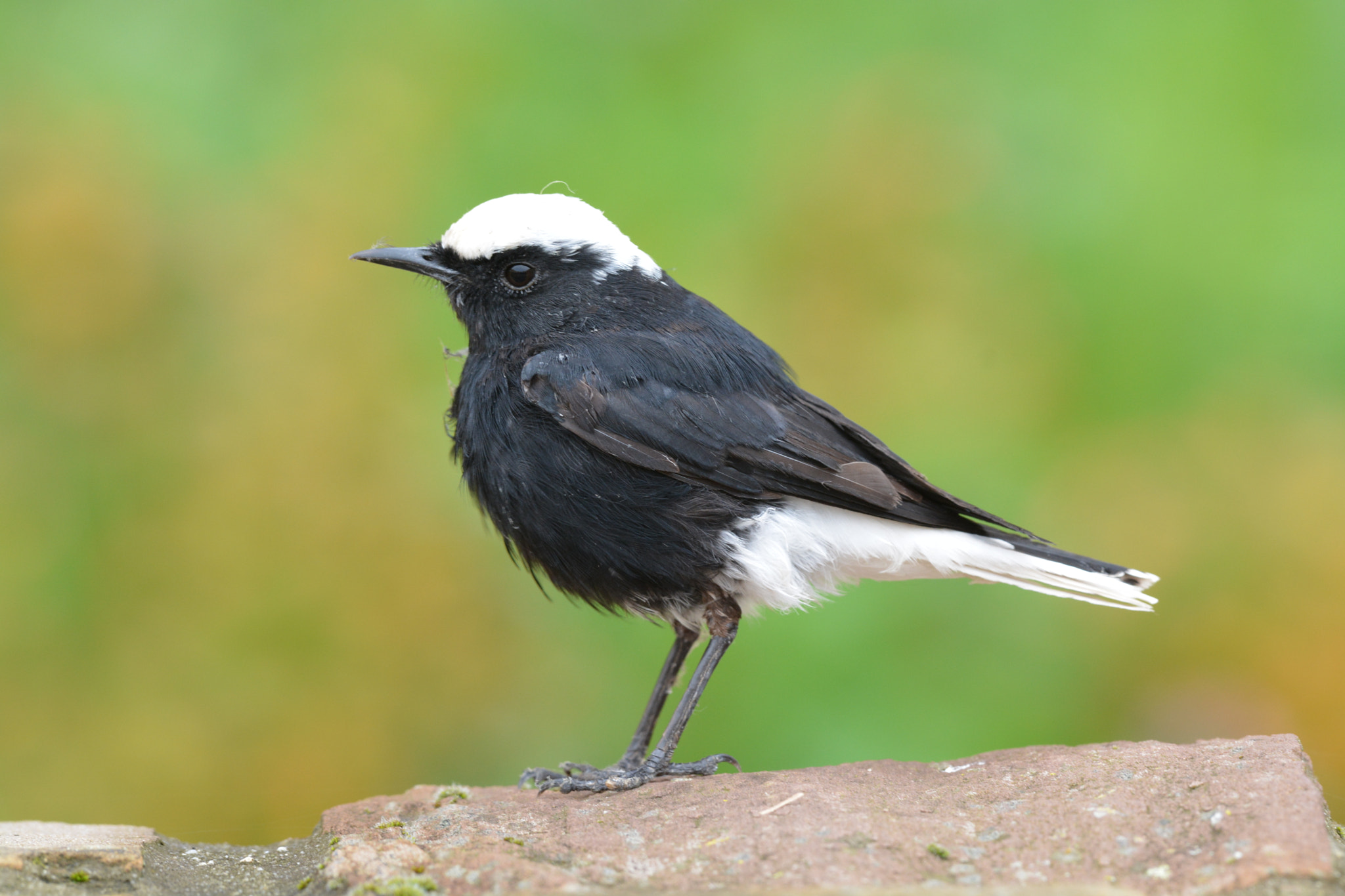 Nikon D7100 + Nikon AF-S Nikkor 600mm F4G ED VR sample photo. Oenanthe leucopyga (white-crowned wheatear) photography