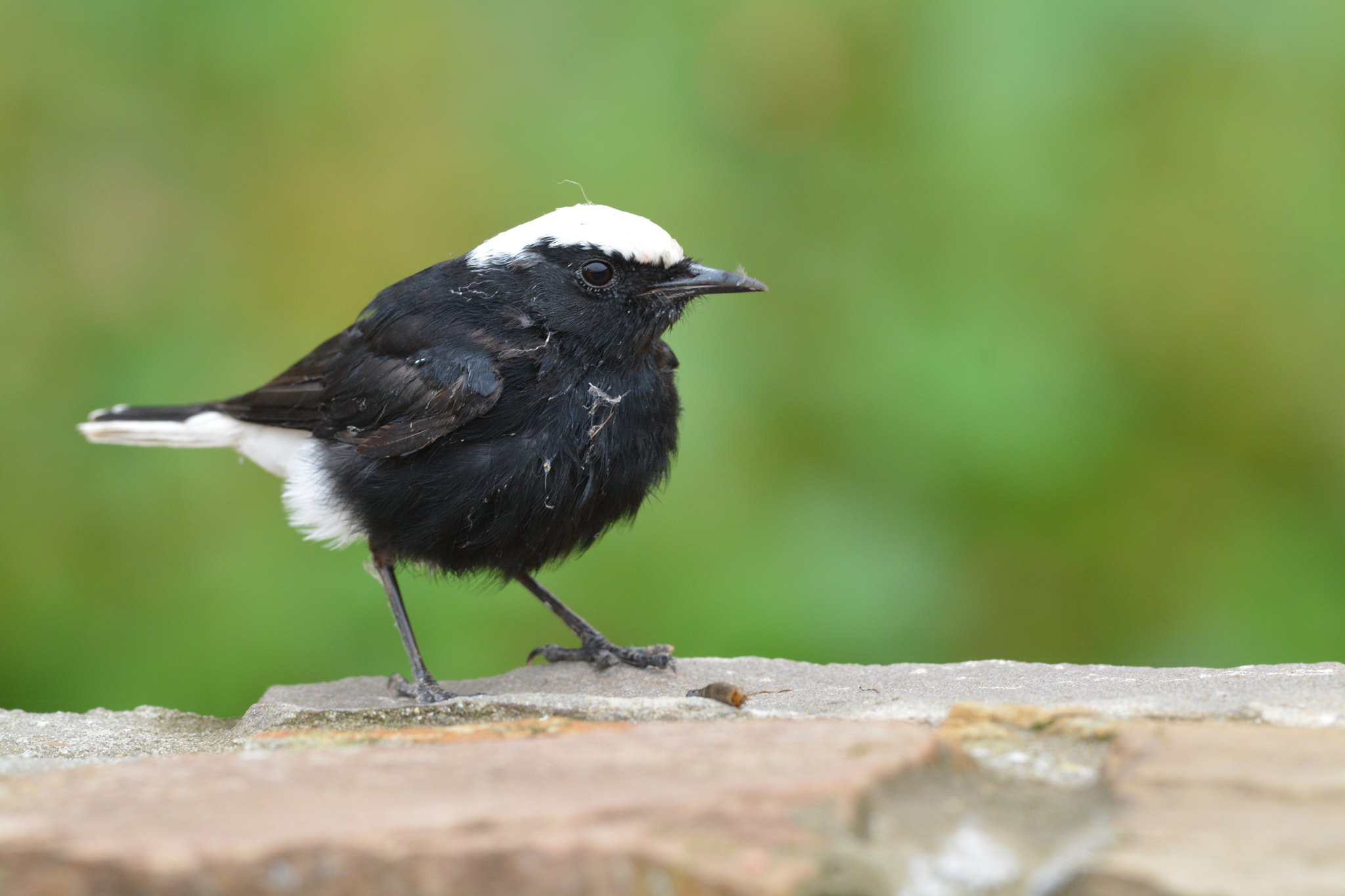 Nikon AF-S Nikkor 600mm F4G ED VR sample photo. Oenanthe leucopyga (white-crowned wheatear) photography