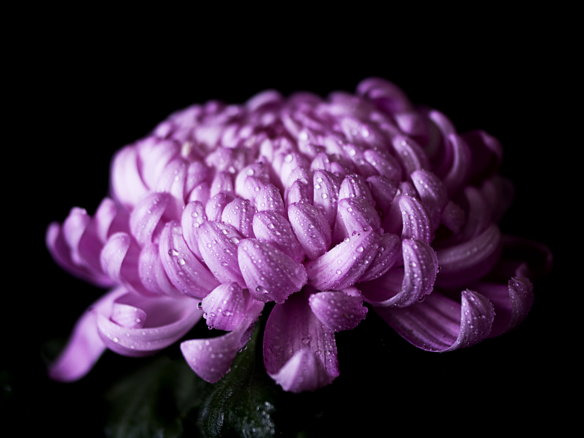 Samsung NX300 + Samsung NX 60mm F2.8 Macro ED OIS SSA sample photo. ... photography