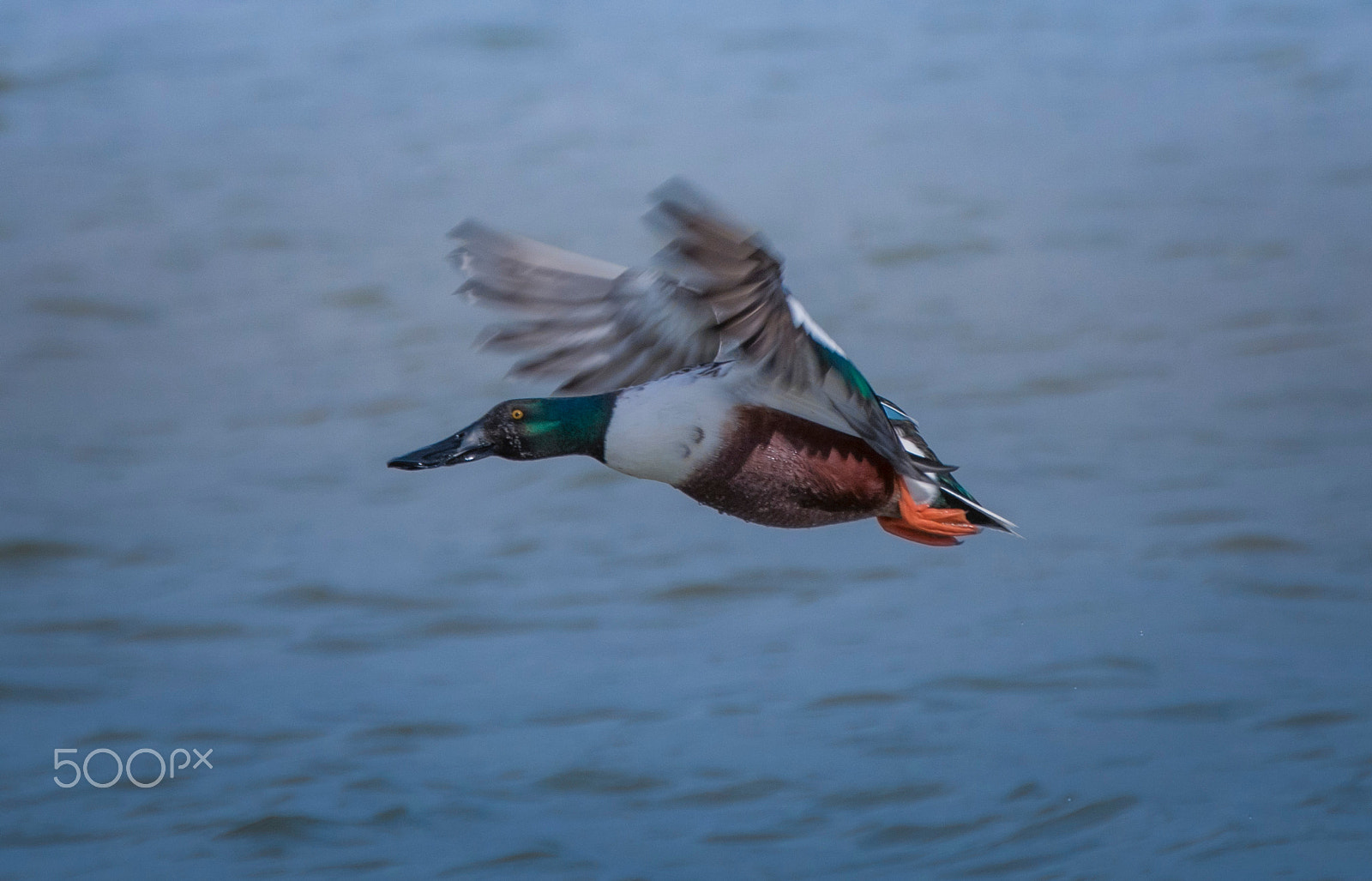 Canon EF 70-200mm F2.8L IS II USM sample photo. Pato cuchara photography
