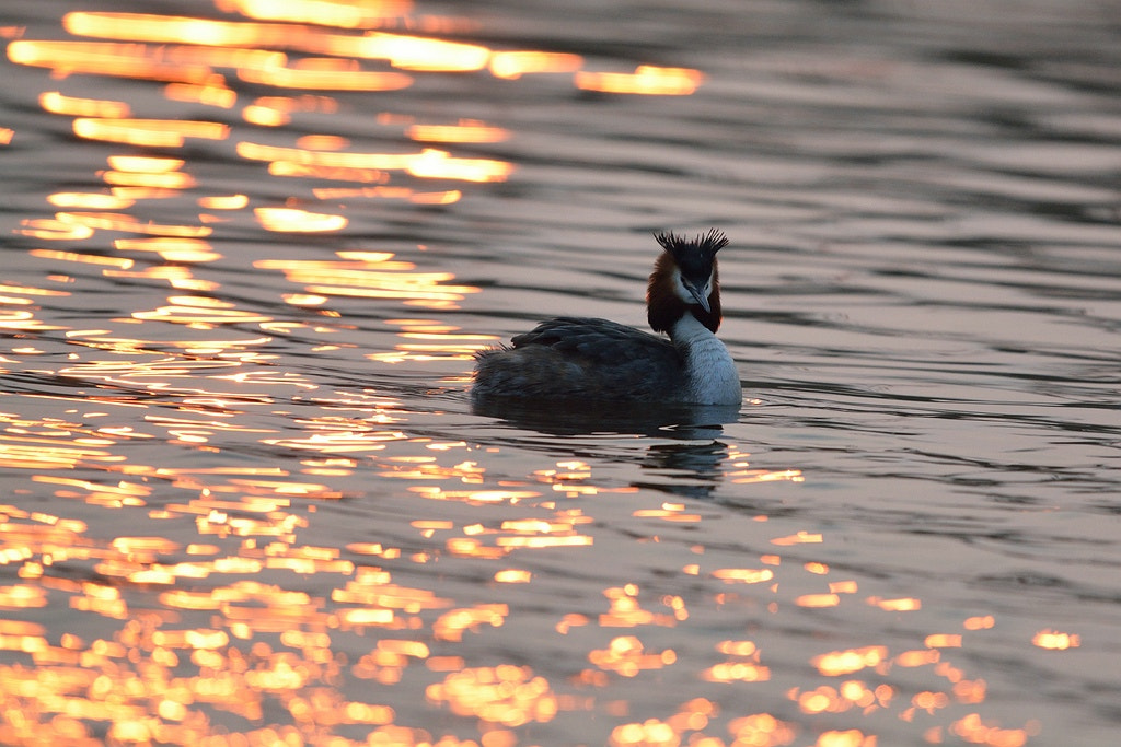 Nikon AF-S Nikkor 600mm F4G ED VR sample photo. Podiceps cristatus photography