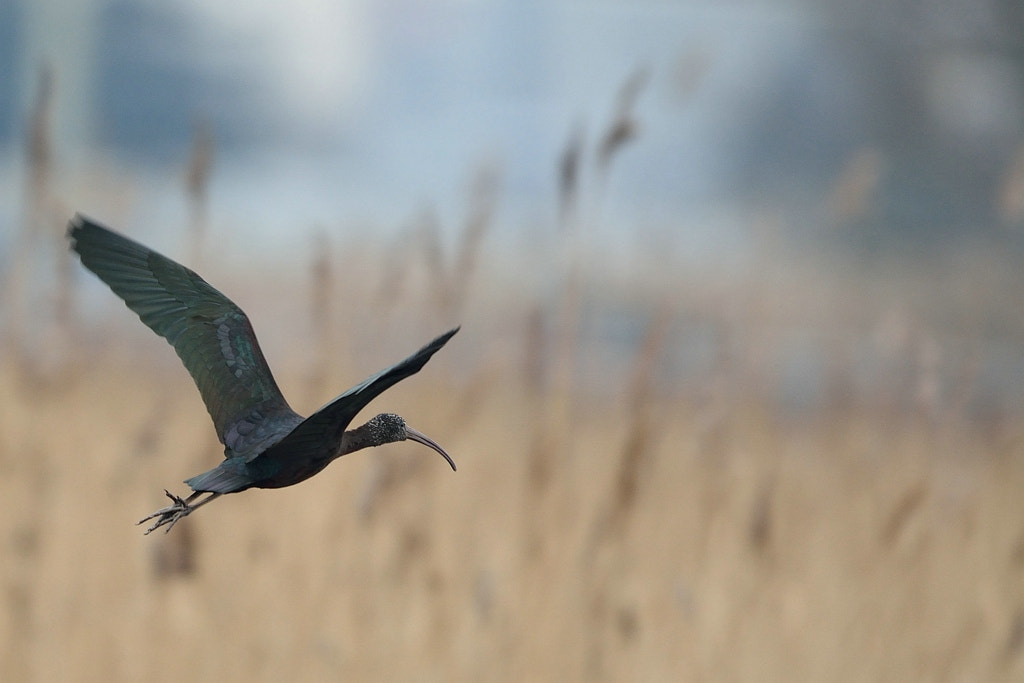 Nikon AF-S Nikkor 600mm F4G ED VR sample photo. Plegadis falcinellus (black ibis) photography