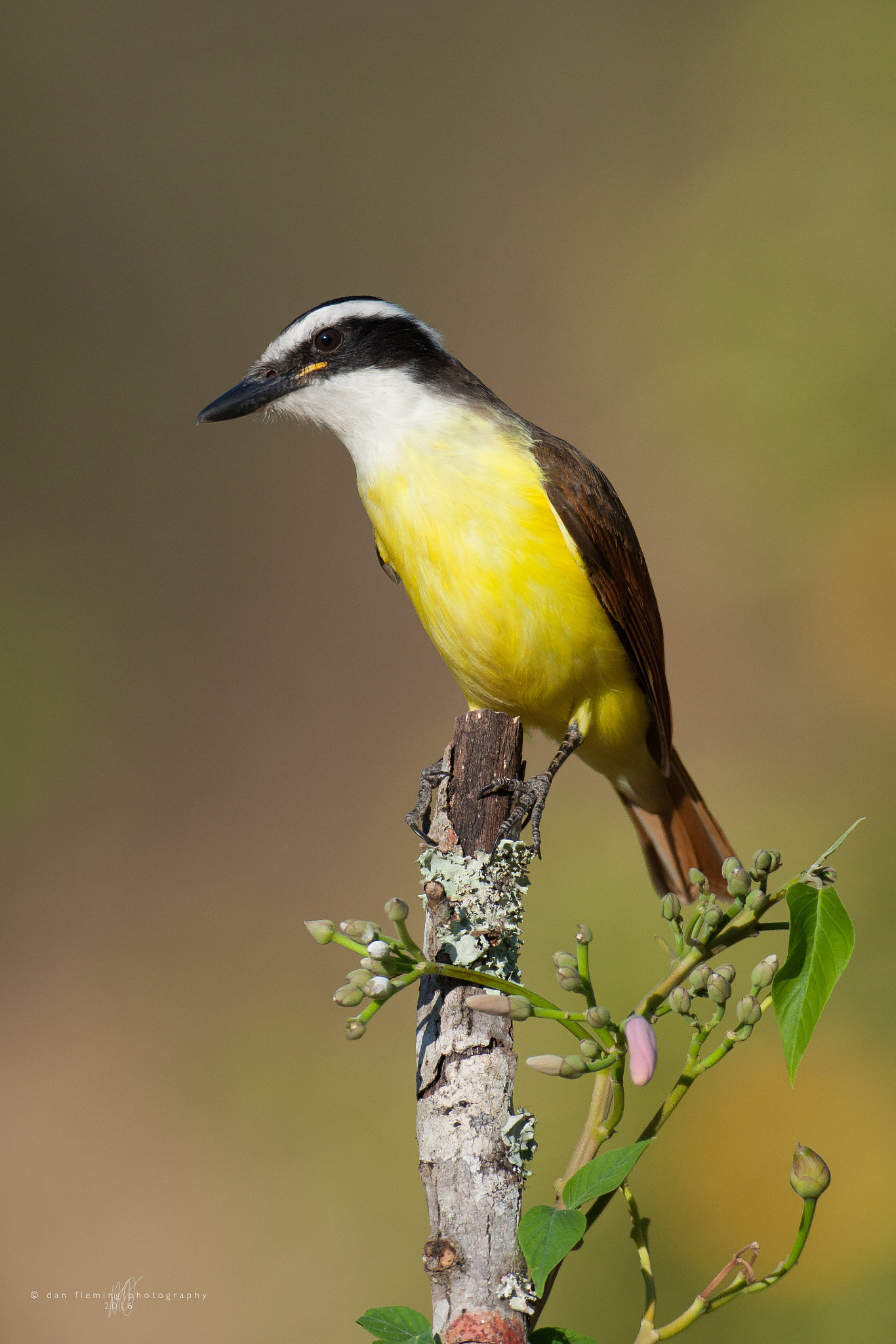 Canon EF 600mm f/4L IS sample photo. Great kiskadee photography
