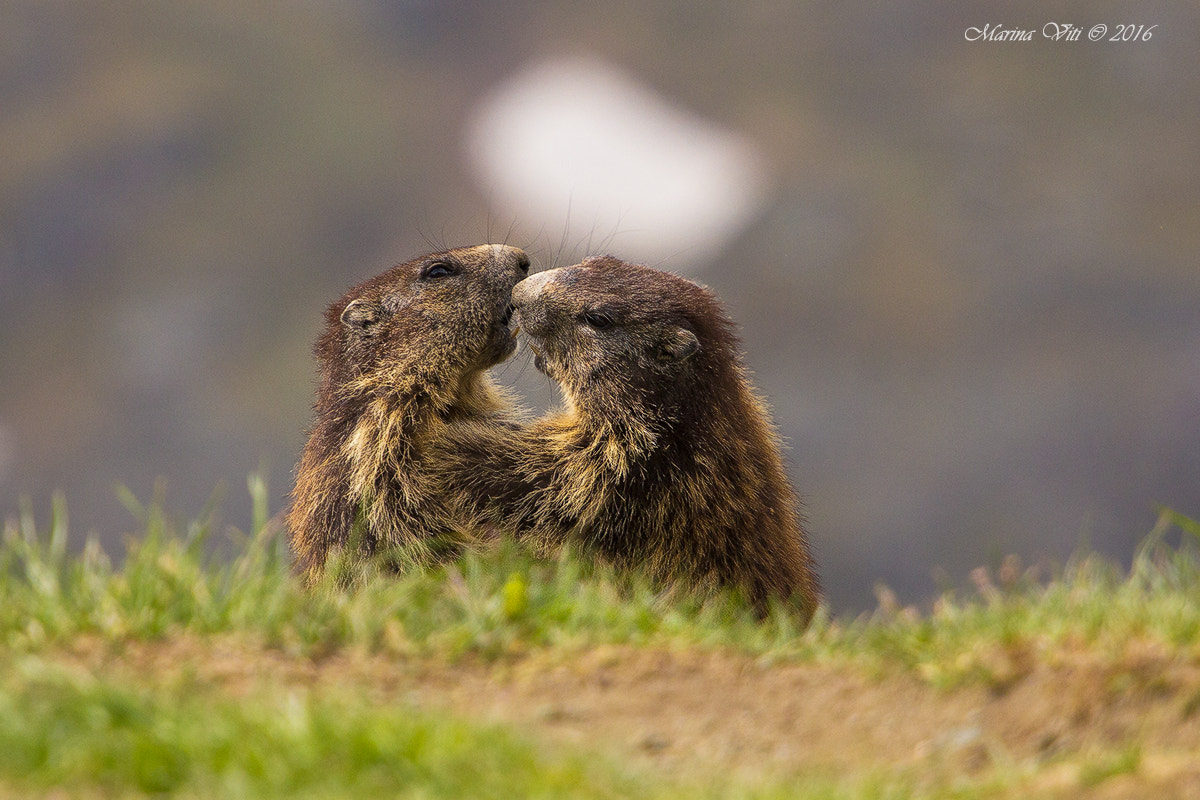 Canon EOS 60D + Canon EF 70-200mm F4L USM sample photo. Love! photography