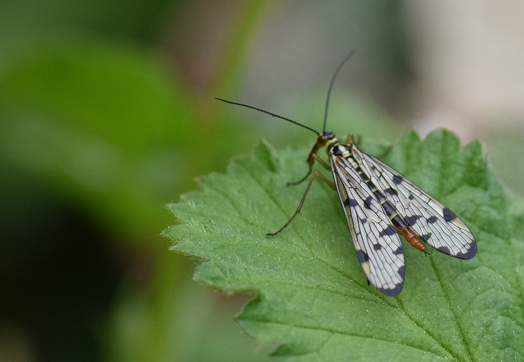 Nikon D7200 + AF Nikkor 20mm f/2.8 sample photo. Panorpa communis (scorpion fly) photography