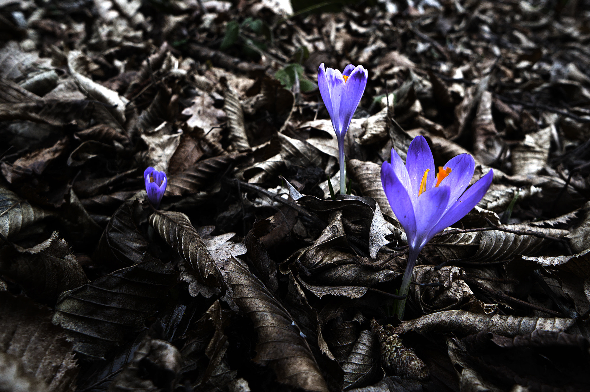 Sony Alpha NEX-5R + Sony E 16mm F2.8 sample photo. Kacuni photography