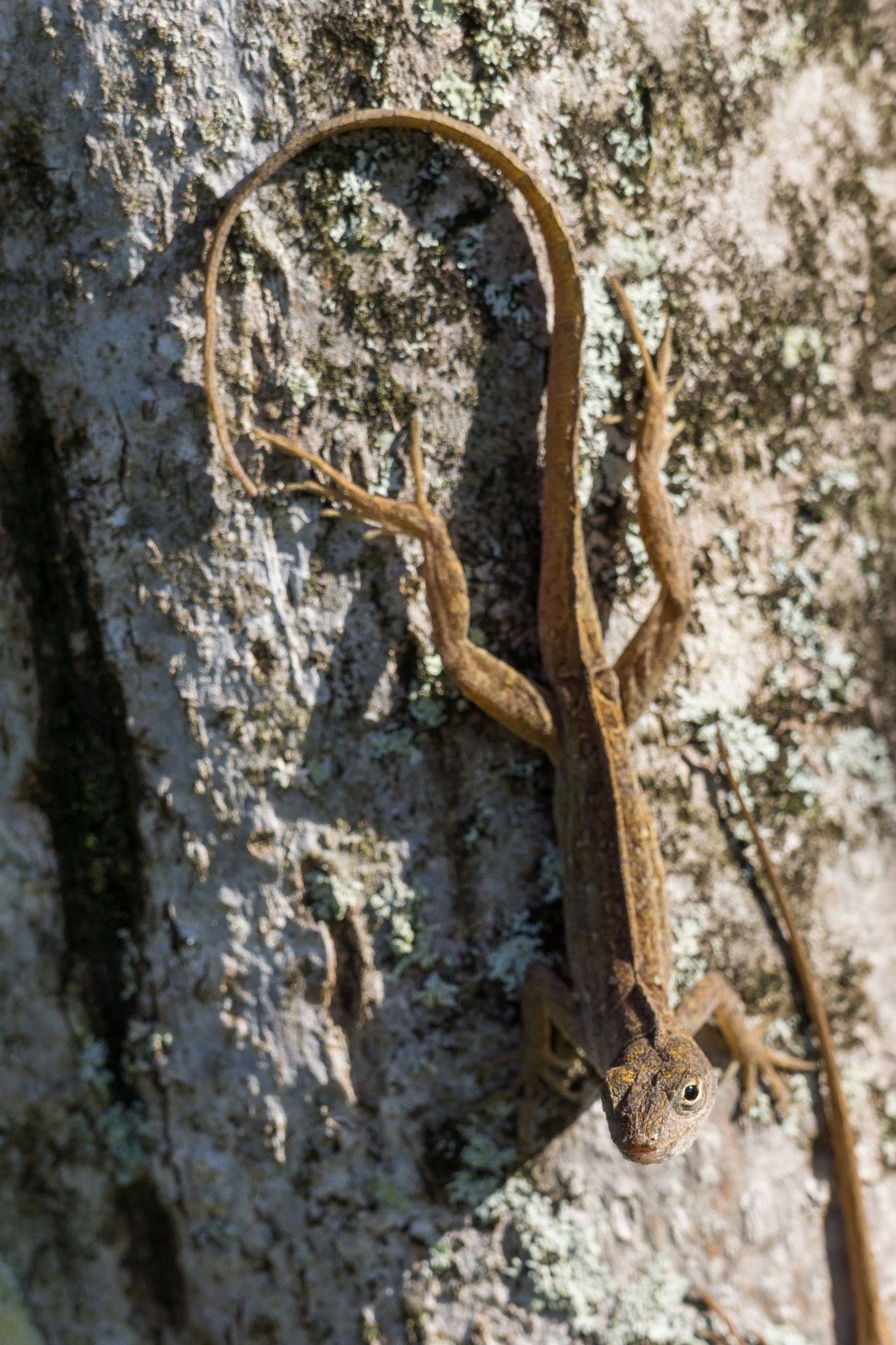 Sony 70-300mm F4.5-5.6 G SSM sample photo. Brown anole photography