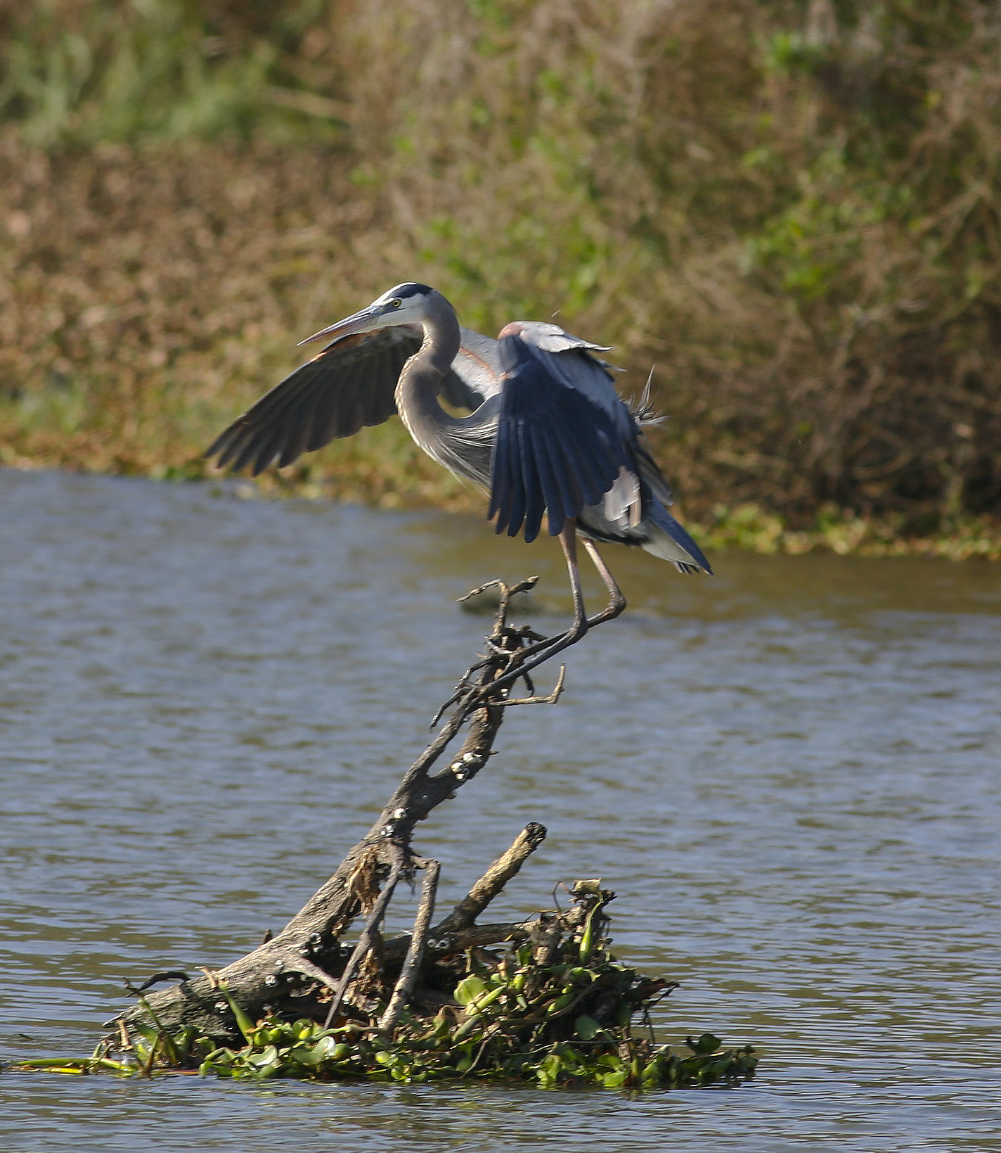 Canon EOS 5D + Canon EF 400mm F5.6L USM sample photo. Great blue photography