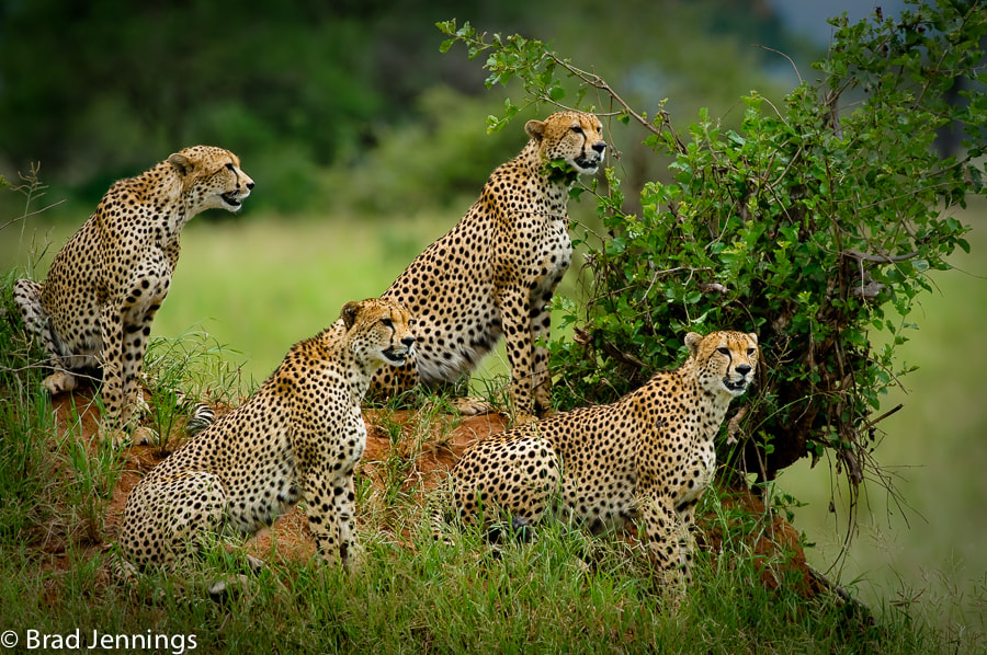 Nikon AF-S Nikkor 200-400mm F4G ED-IF VR sample photo. Four brothers photography