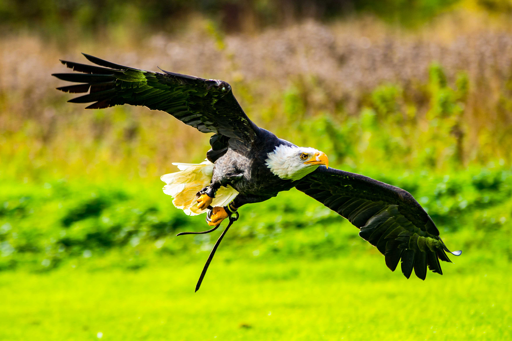 Sigma 70-200mm F2.8 EX DG OS HSM sample photo. Bald eagle photography