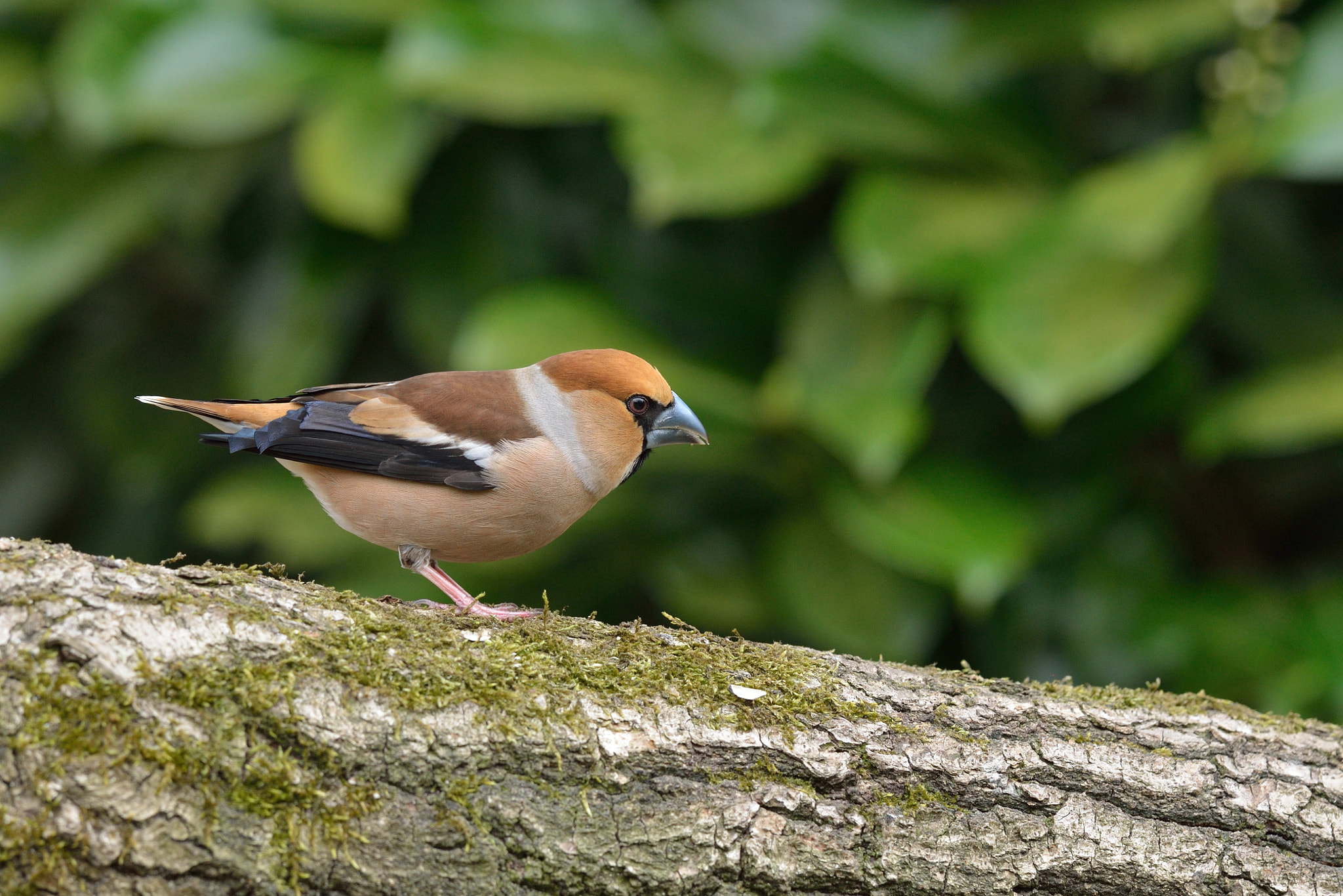 Nikon AF-S Nikkor 400mm F2.8D ED-IF II sample photo. Appelvink photography