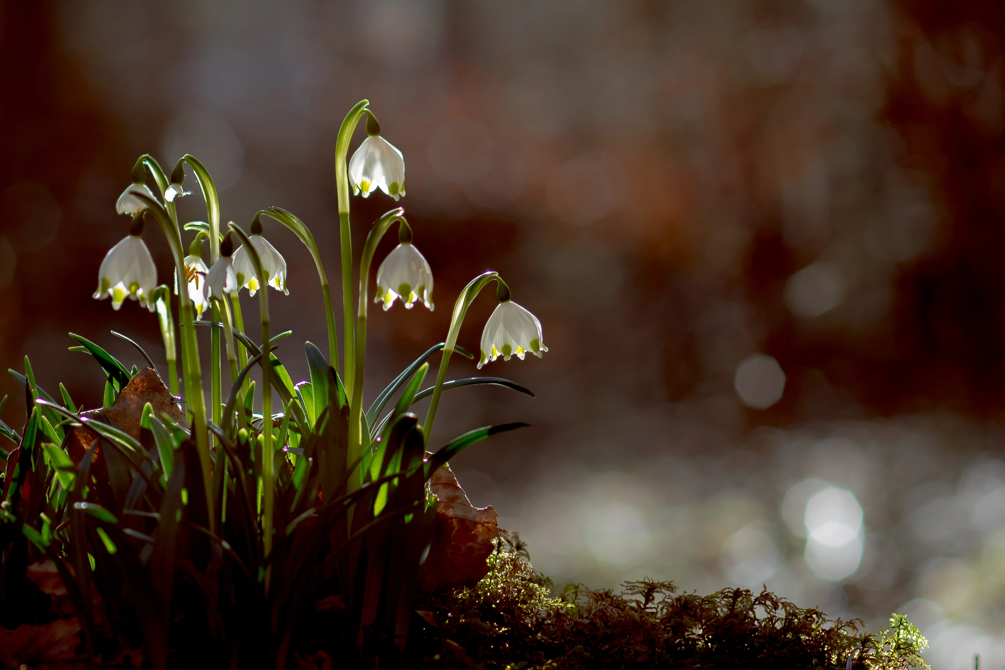 Canon EF 100mm F2.8 Macro USM sample photo. Winter lights photography