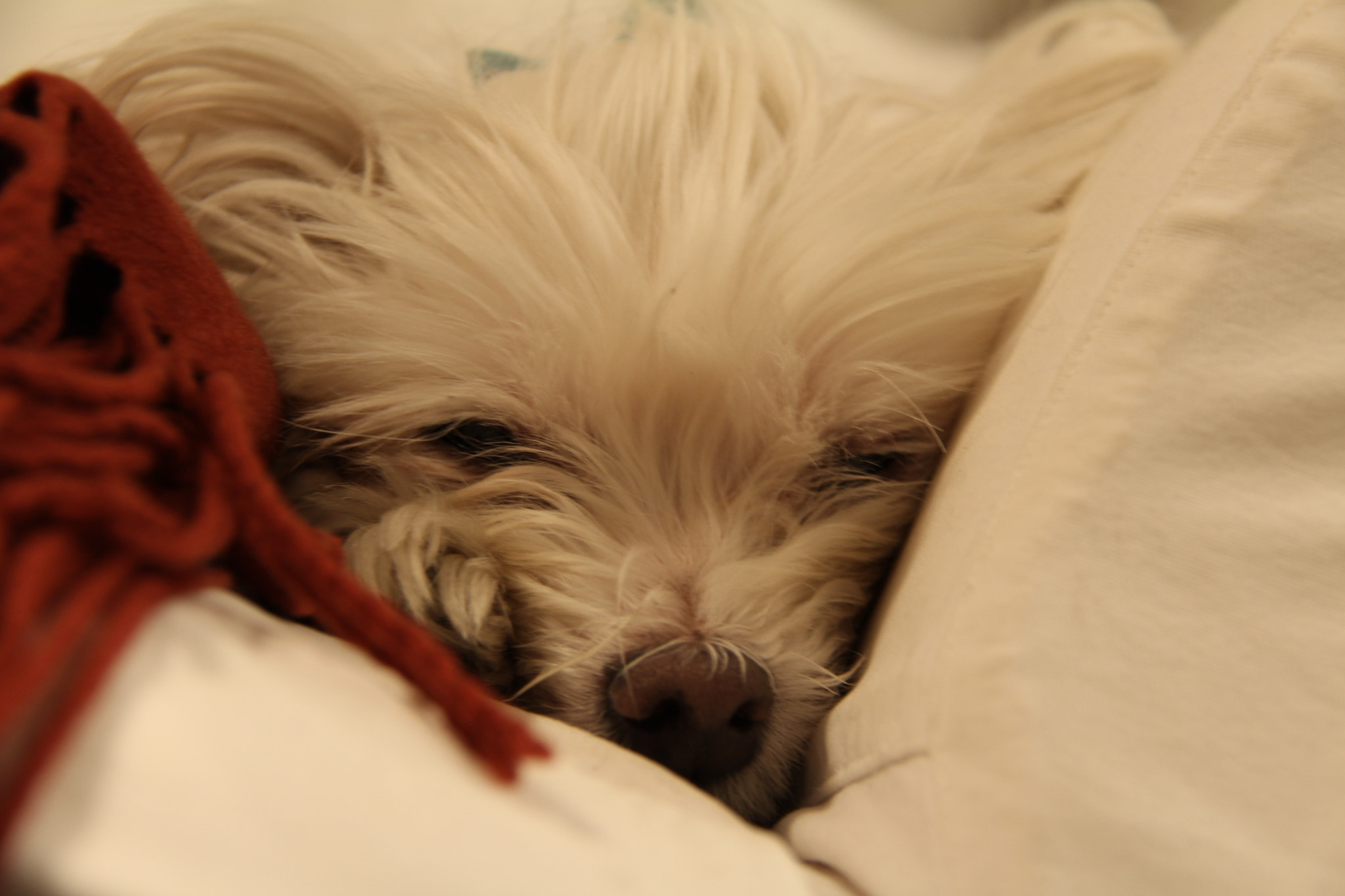 Canon EF-S 18-200mm F3.5-5.6 IS sample photo. Good night! photography