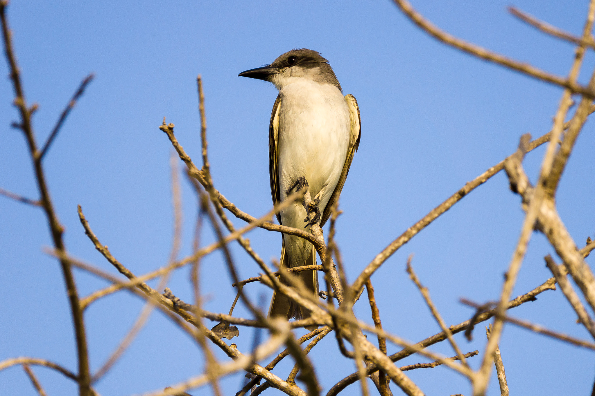 Sony 70-300mm F4.5-5.6 G SSM sample photo. Flycatcher photography
