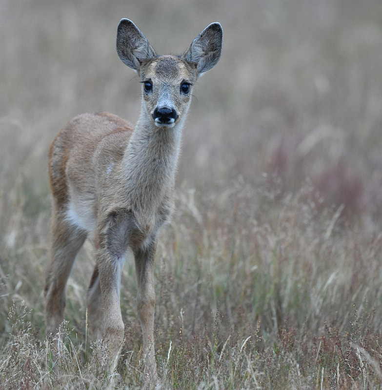 Nikon AF-S Nikkor 600mm F4G ED VR sample photo. Capreolus capreolus (doe) photography