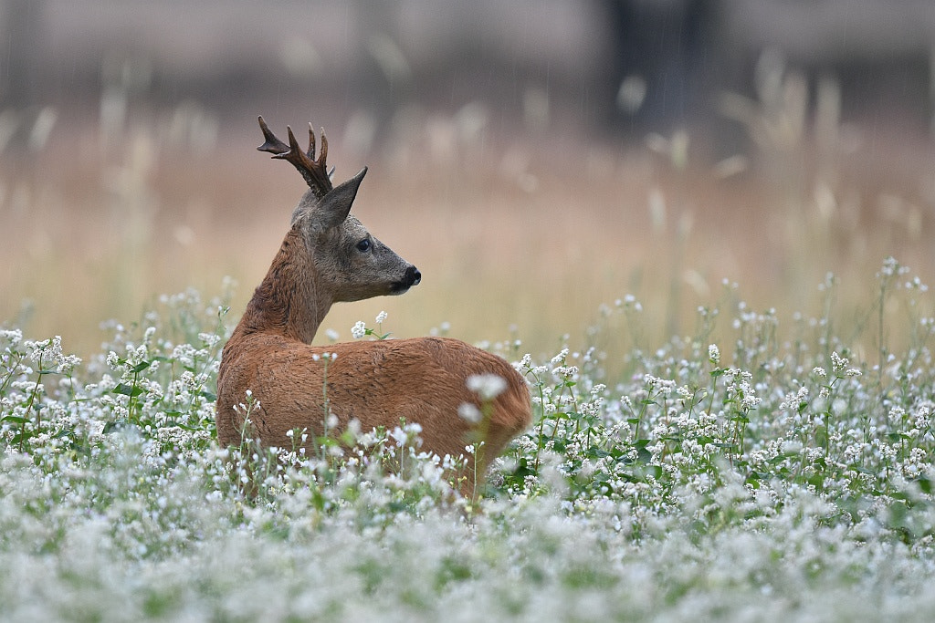 Nikon AF-S Nikkor 600mm F4G ED VR sample photo. Capreolus capreolus (doe) photography