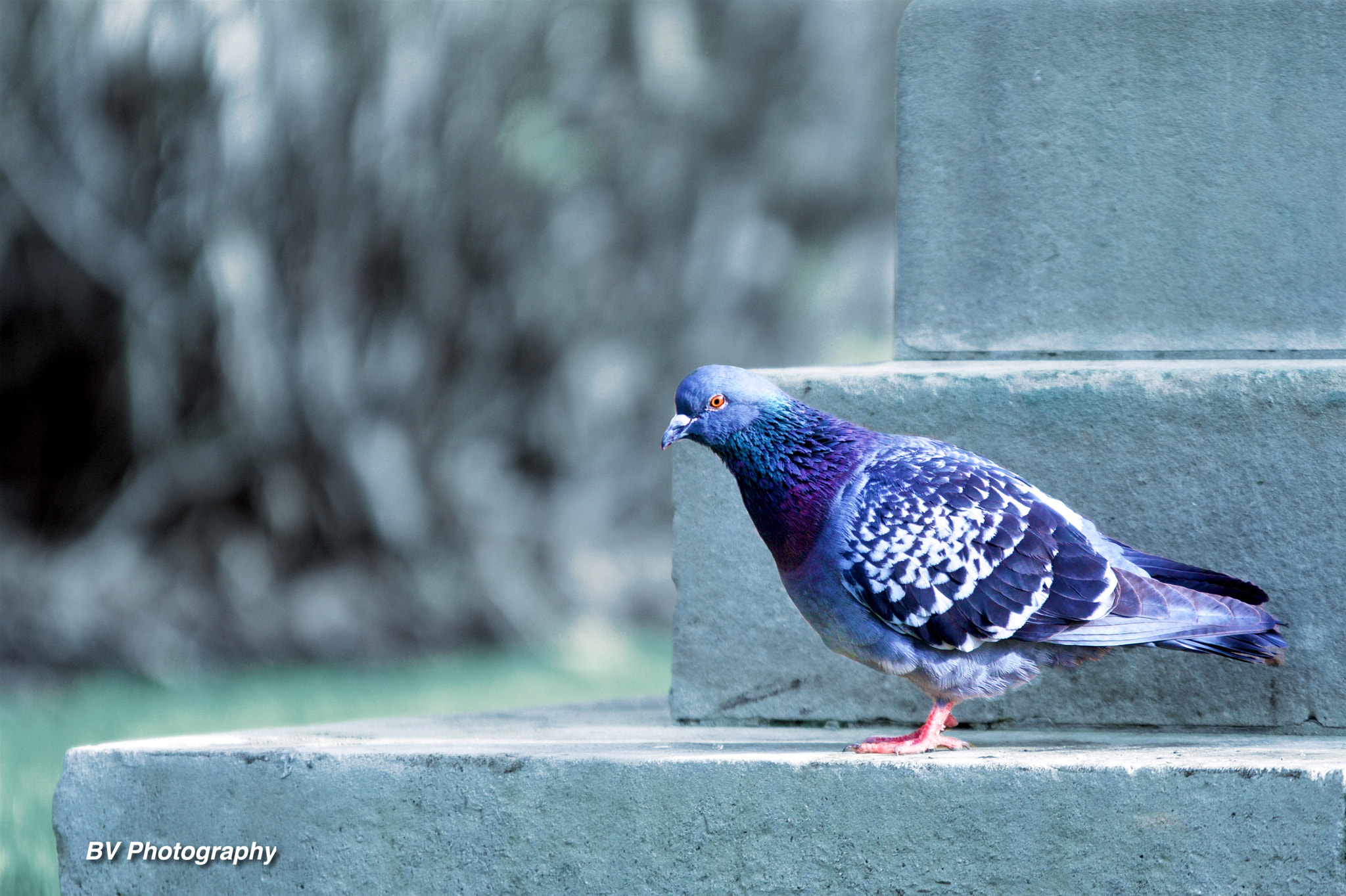 Sigma 70-200mm F2.8 EX DG OS HSM sample photo. Trafalgar square pigeon photography