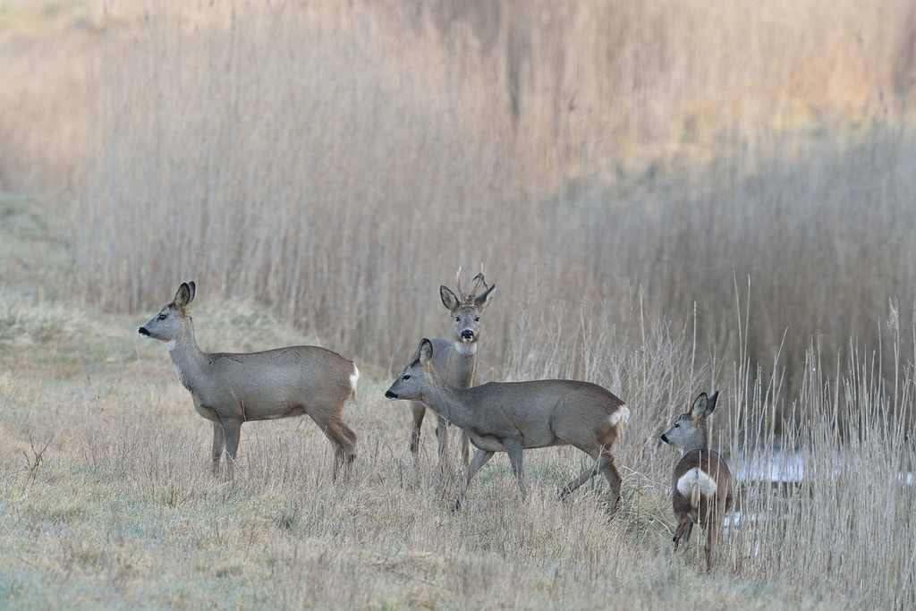 Nikon D7100 + Nikon AF-S Nikkor 600mm F4G ED VR sample photo. Capreolus capreolus (doe) photography