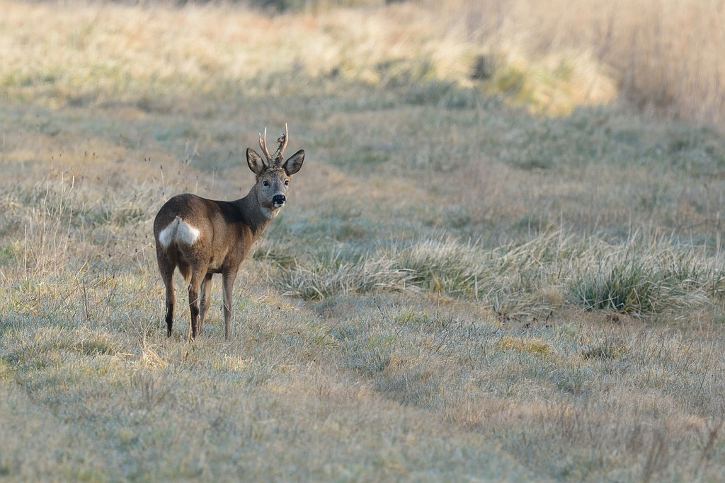 Nikon AF-S Nikkor 600mm F4G ED VR sample photo. Capreolus capreolus (doe) photography