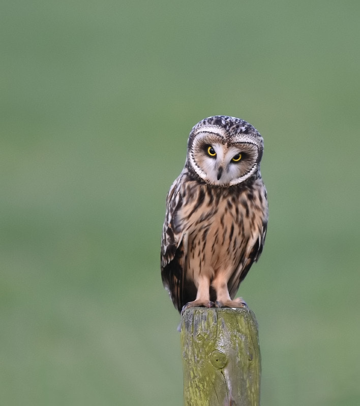 Nikon D7200 + AF Nikkor 50mm f/1.8 N sample photo. Asio flammeus (short eared owl) photography