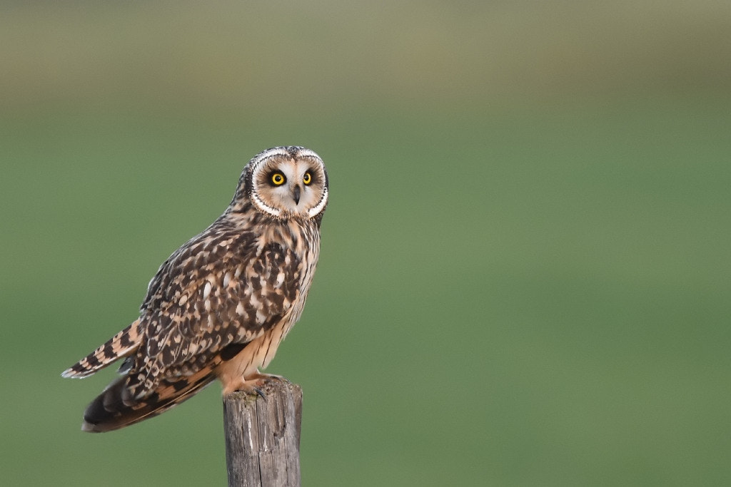 Nikon AF-S Nikkor 600mm F4G ED VR sample photo. Asio flammeus (short eared owl) photography