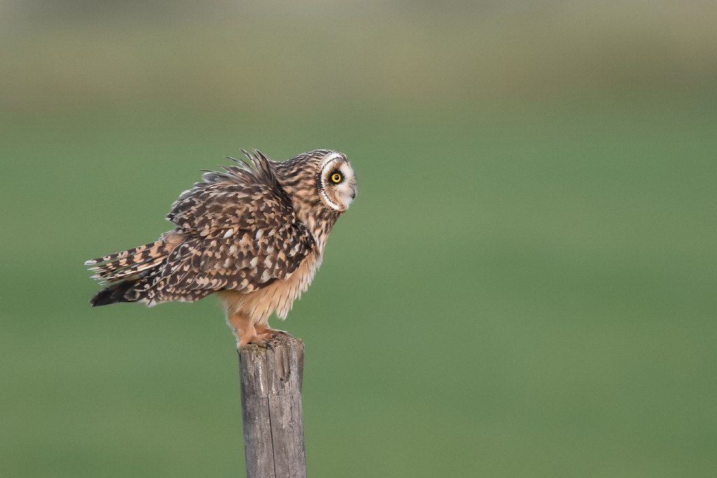 Nikon AF-S Nikkor 600mm F4G ED VR sample photo. Asio flammeus (short eared owl) photography