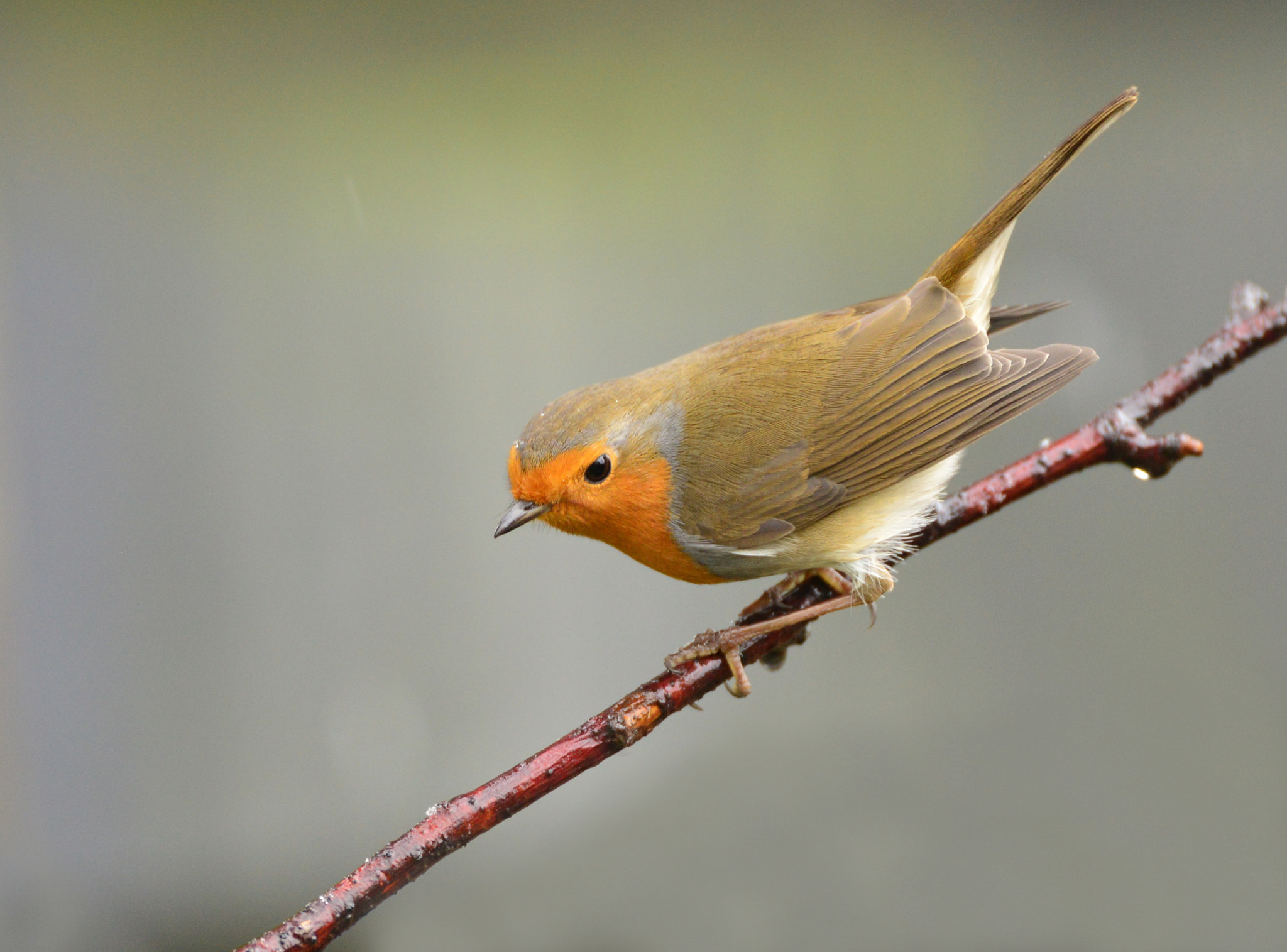 Nikon D600 + Nikon AF-S Nikkor 600mm F4G ED VR sample photo. Roodborst red robin photography