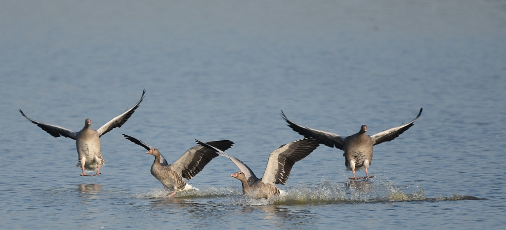 Nikon D7200 + Nikon AF-S Nikkor 600mm F4G ED VR sample photo. Anser anser (grey legged goose) photography