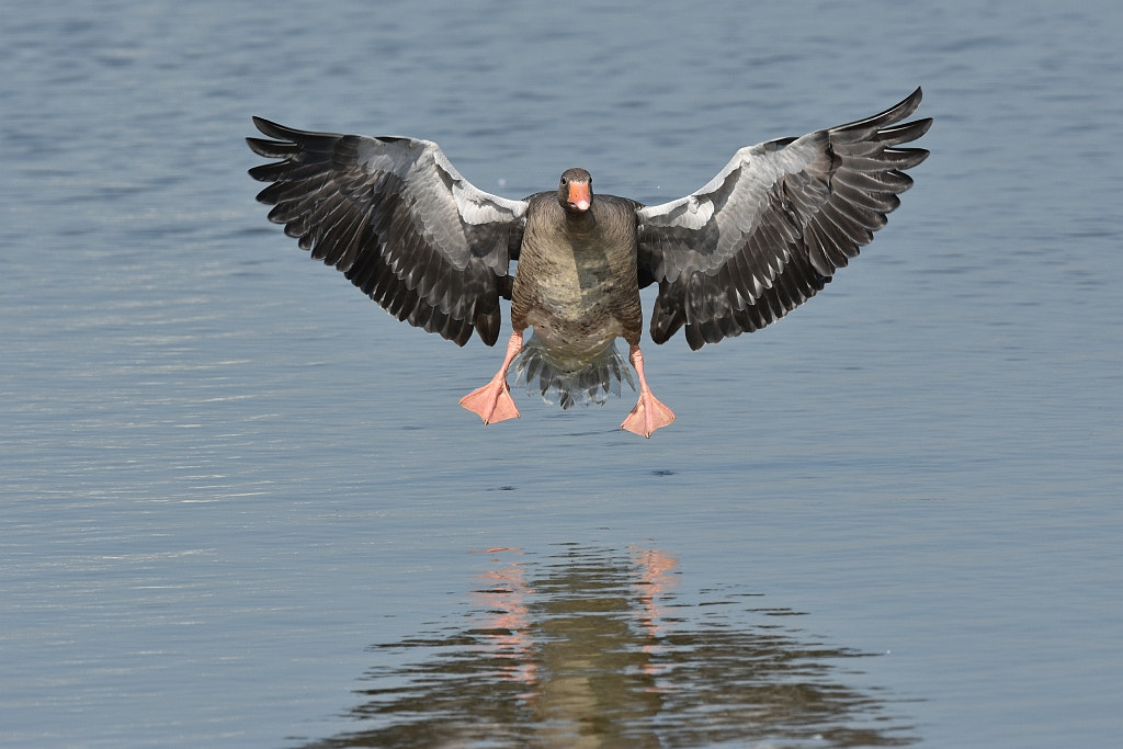 Nikon D7200 + Nikon AF-S Nikkor 600mm F4G ED VR sample photo. Anser anser (grey legged goose) photography