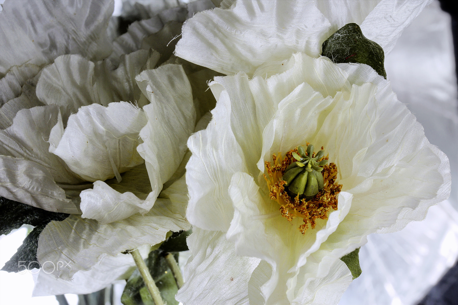 Canon EOS 60D + Canon EF 50mm f/1.8 sample photo. Flowers on white background photography