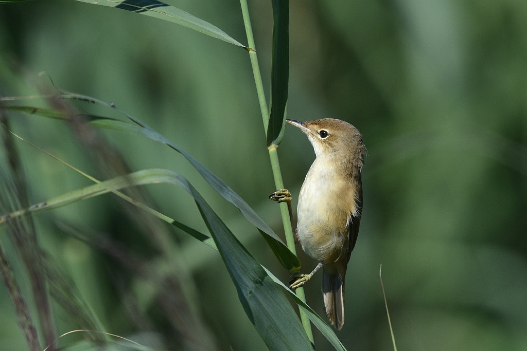 Nikon AF-S Nikkor 600mm F4G ED VR sample photo. Acrocephalus scirpaceus (reed warbler) photography