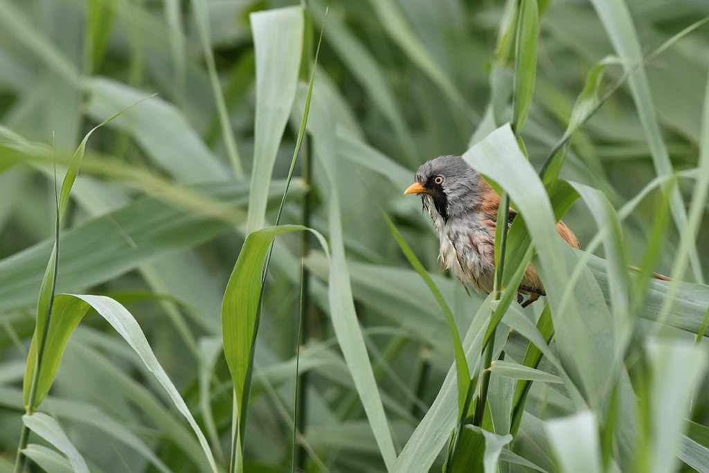 Nikon D7200 + Nikon AF-S Nikkor 600mm F4G ED VR sample photo. Panurus biarmicus (bearded reedling) photography
