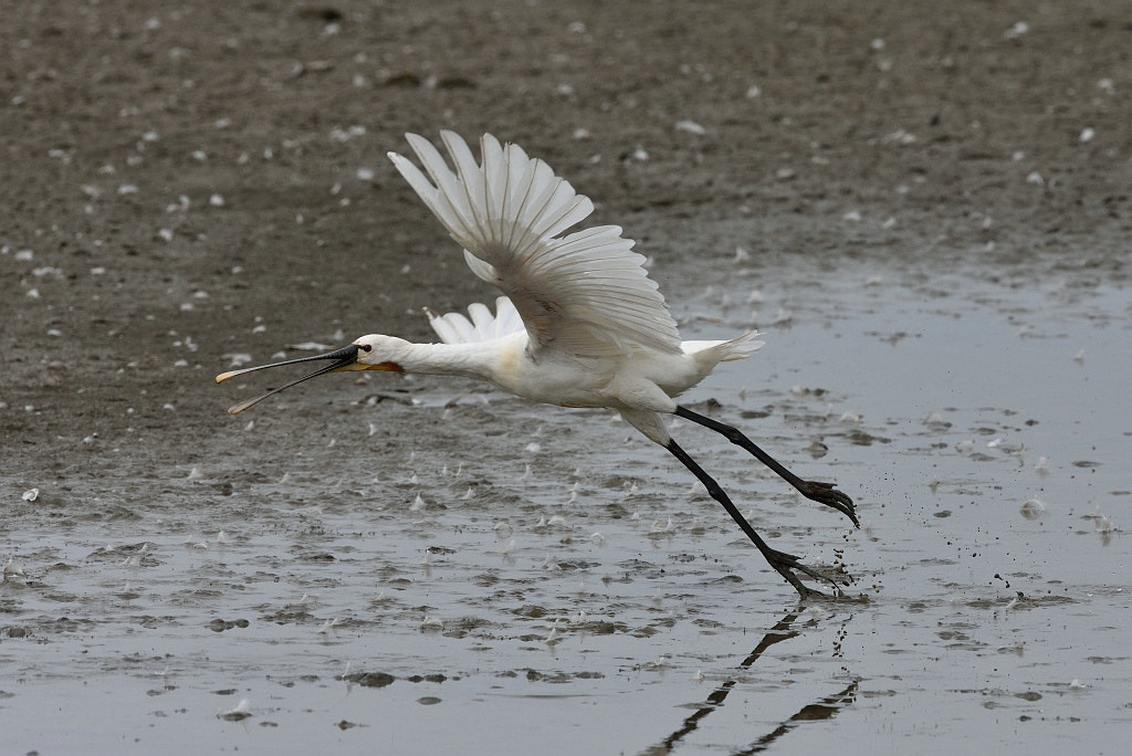 Nikon AF-S Nikkor 600mm F4G ED VR sample photo. Platalea leucorodia (eurasian spoonbill) photography
