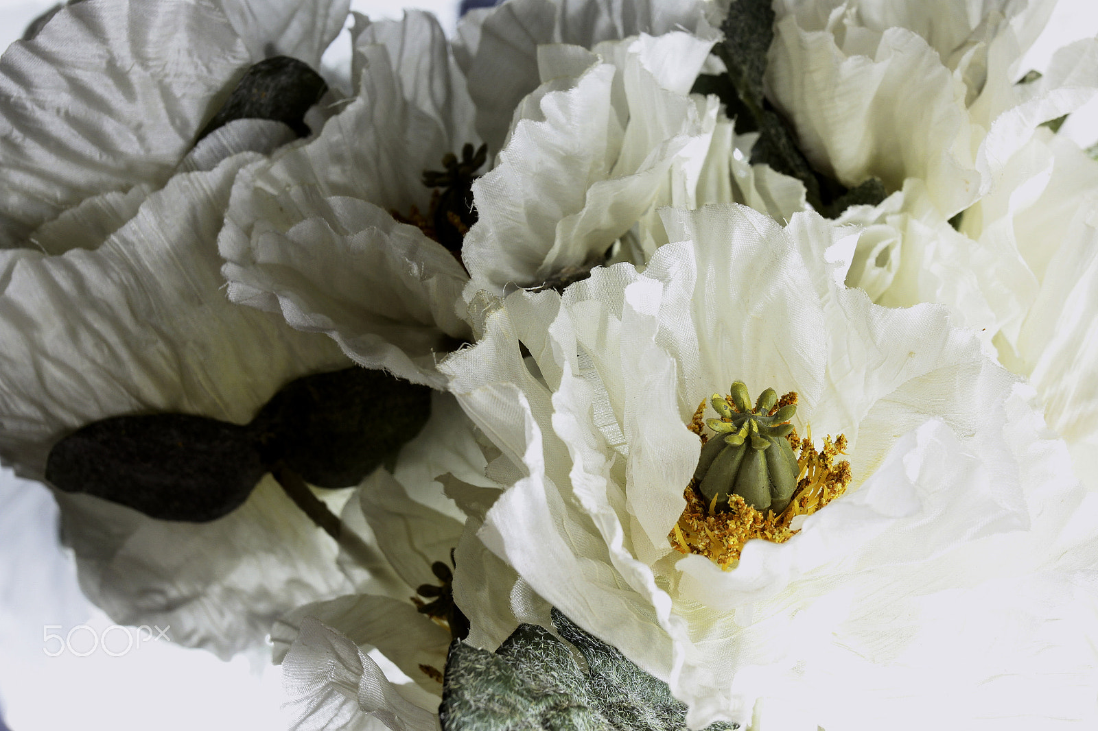 Canon EOS 60D + Canon EF 50mm f/1.8 sample photo. Flowers on white background photography