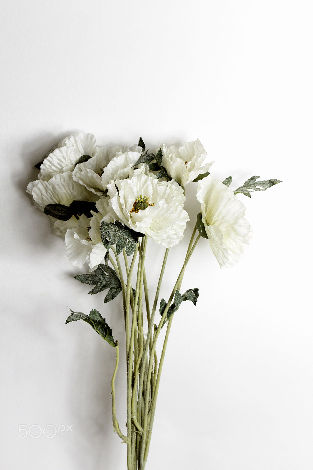 Canon EOS 60D + Canon EF 50mm f/1.8 sample photo. Flowers on white background photography