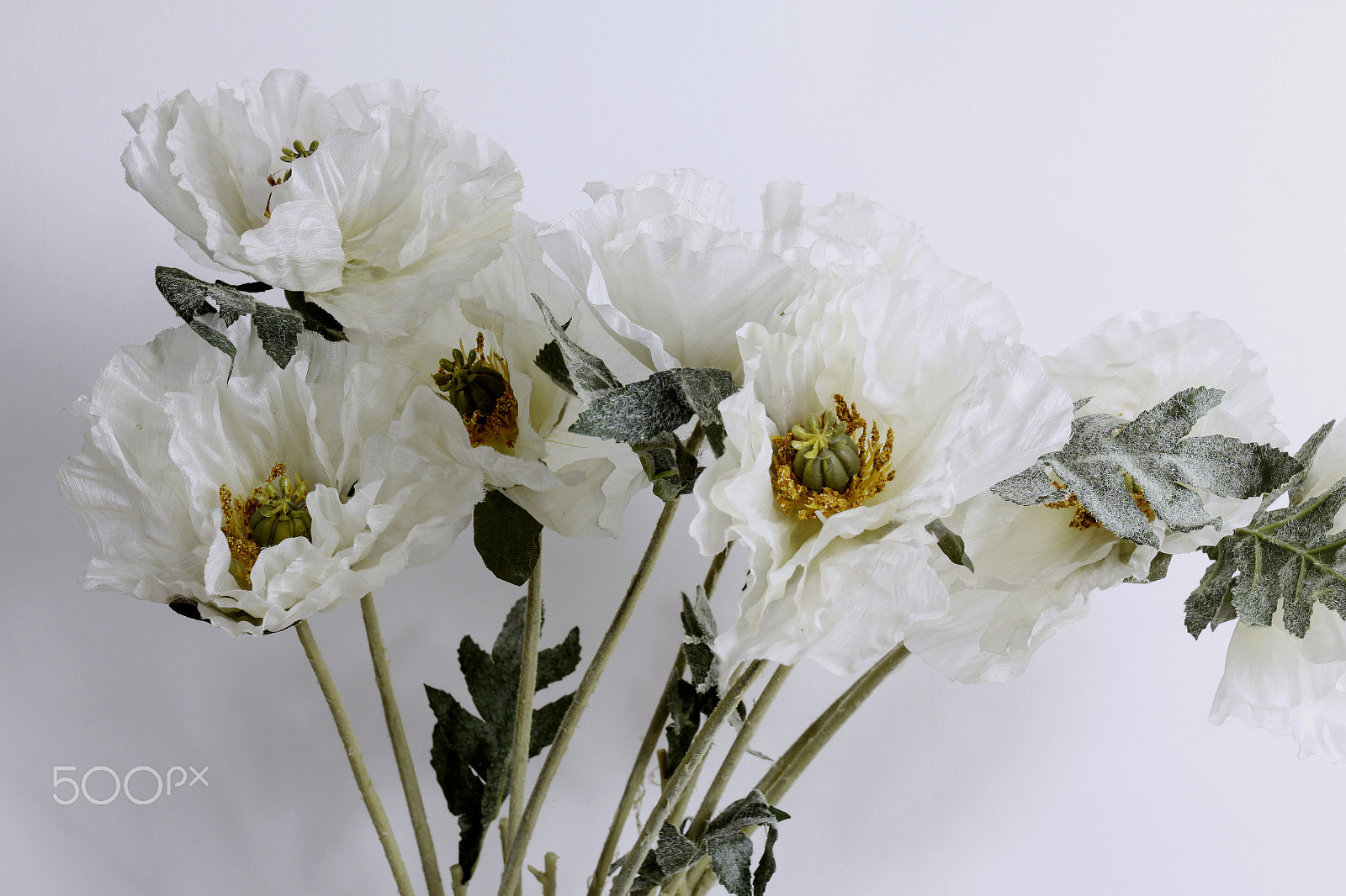Canon EOS 60D + Canon EF 50mm f/1.8 sample photo. Flowers on white background photography