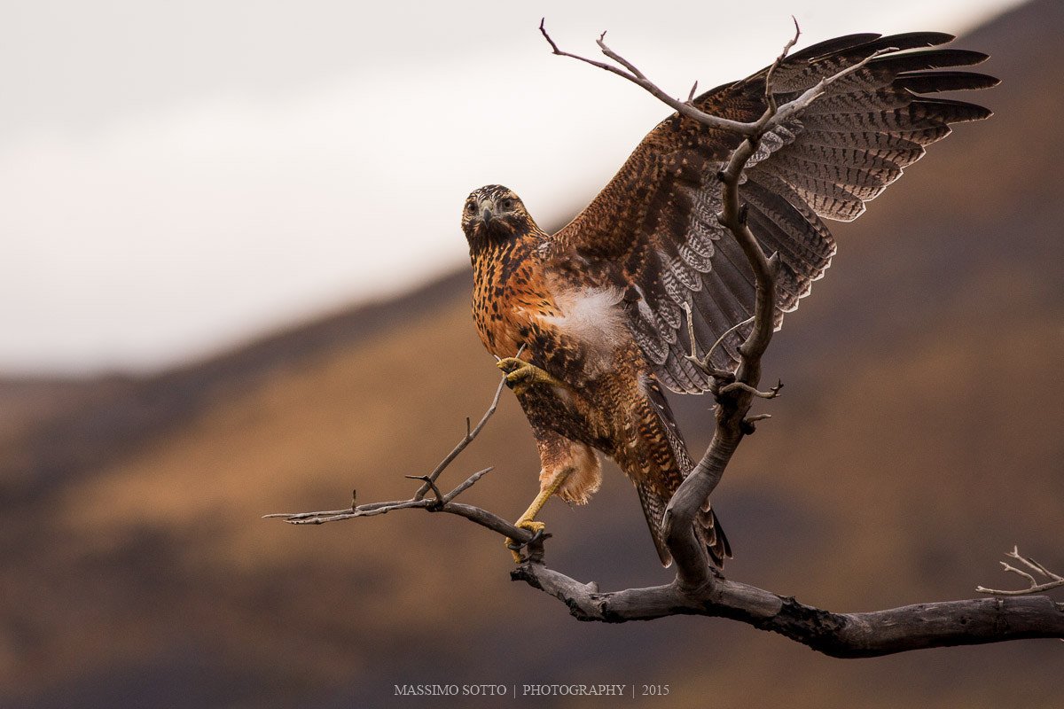 Canon EOS-1D Mark III + Canon EF 400mm F5.6L USM sample photo. Black chested buzzard eagle photography