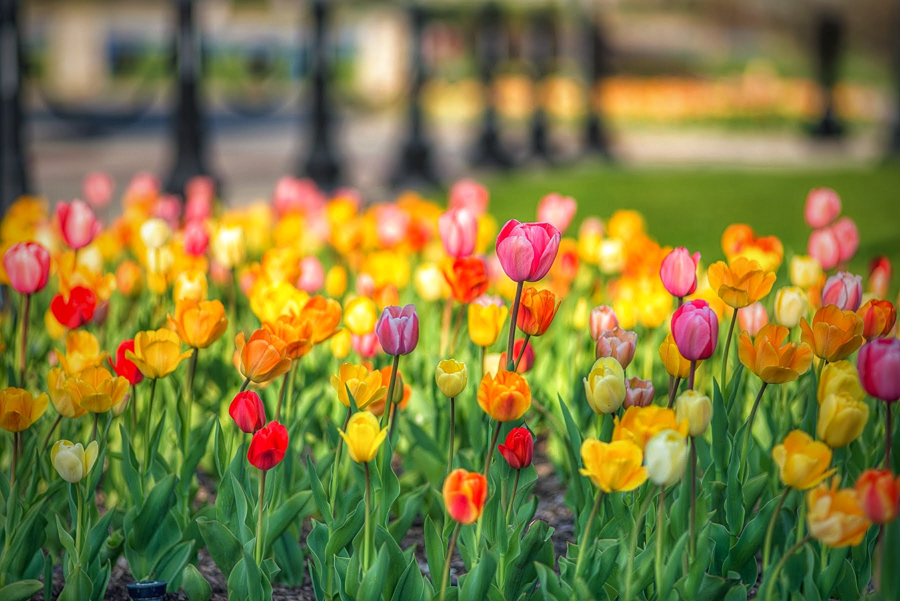 Nikon D600 + AF Nikkor 180mm f/2.8 IF-ED sample photo. Tulips. photography