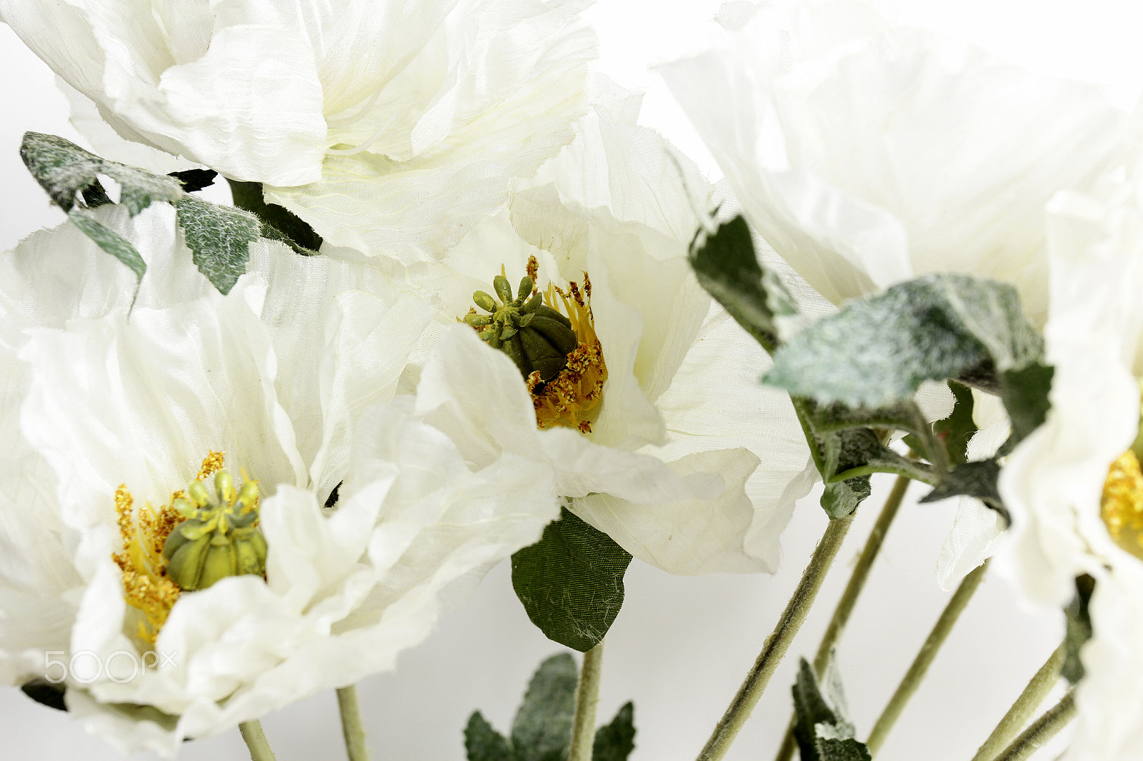 Canon EOS 60D + Canon EF 50mm f/1.8 sample photo. Flowers on white background photography