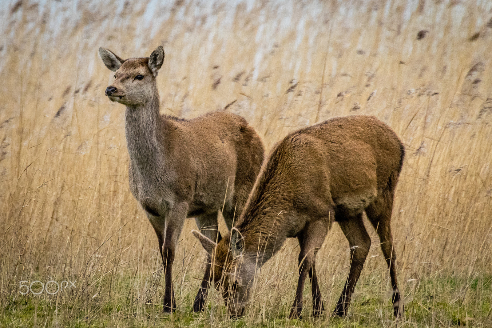 Sigma 50-500mm F4.5-6.3 DG OS HSM sample photo. Deers photography