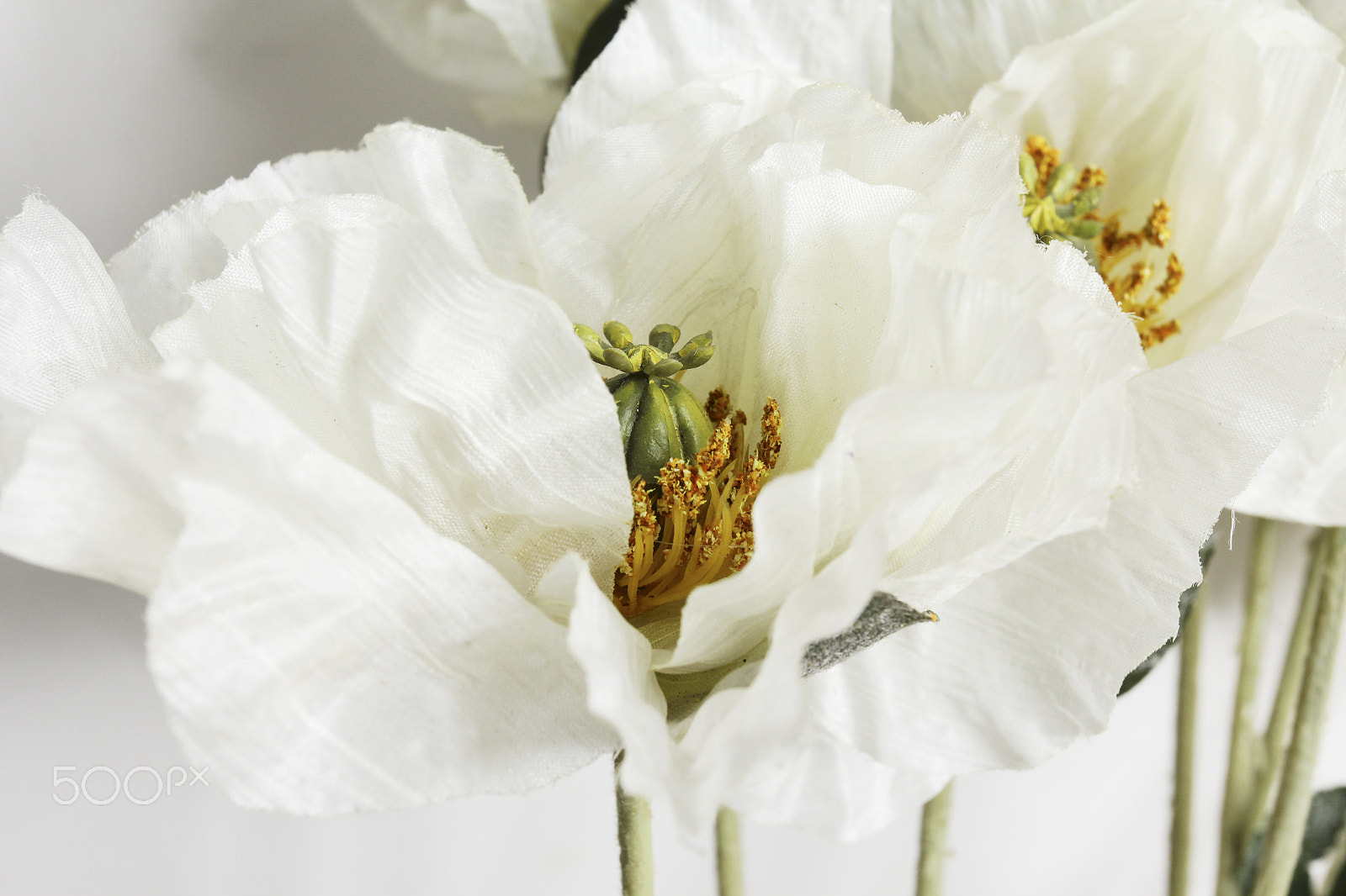 Canon EOS 60D + Canon EF 50mm f/1.8 sample photo. Flowers on white background photography