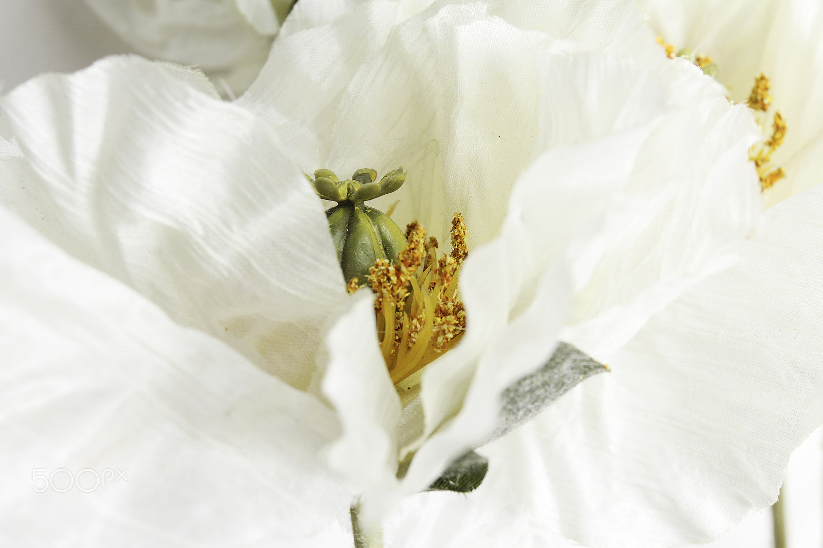 Canon EOS 60D + Canon EF 50mm f/1.8 sample photo. Flowers on white background photography